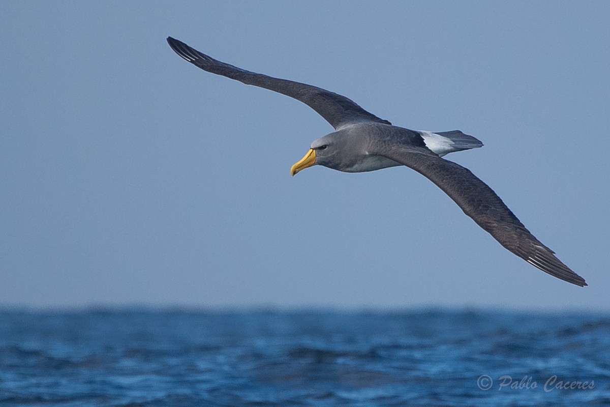 Chatham Albatross - ML620652184