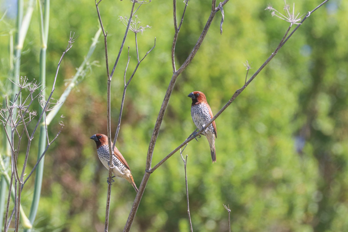 Scaly-breasted Munia - ML620652188