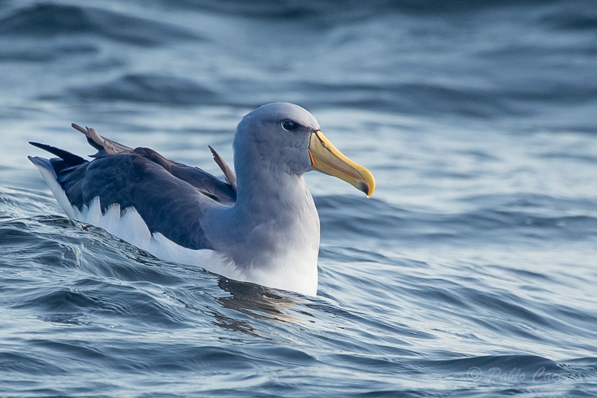 Chatham Albatross - Pablo Andrés Cáceres Contreras