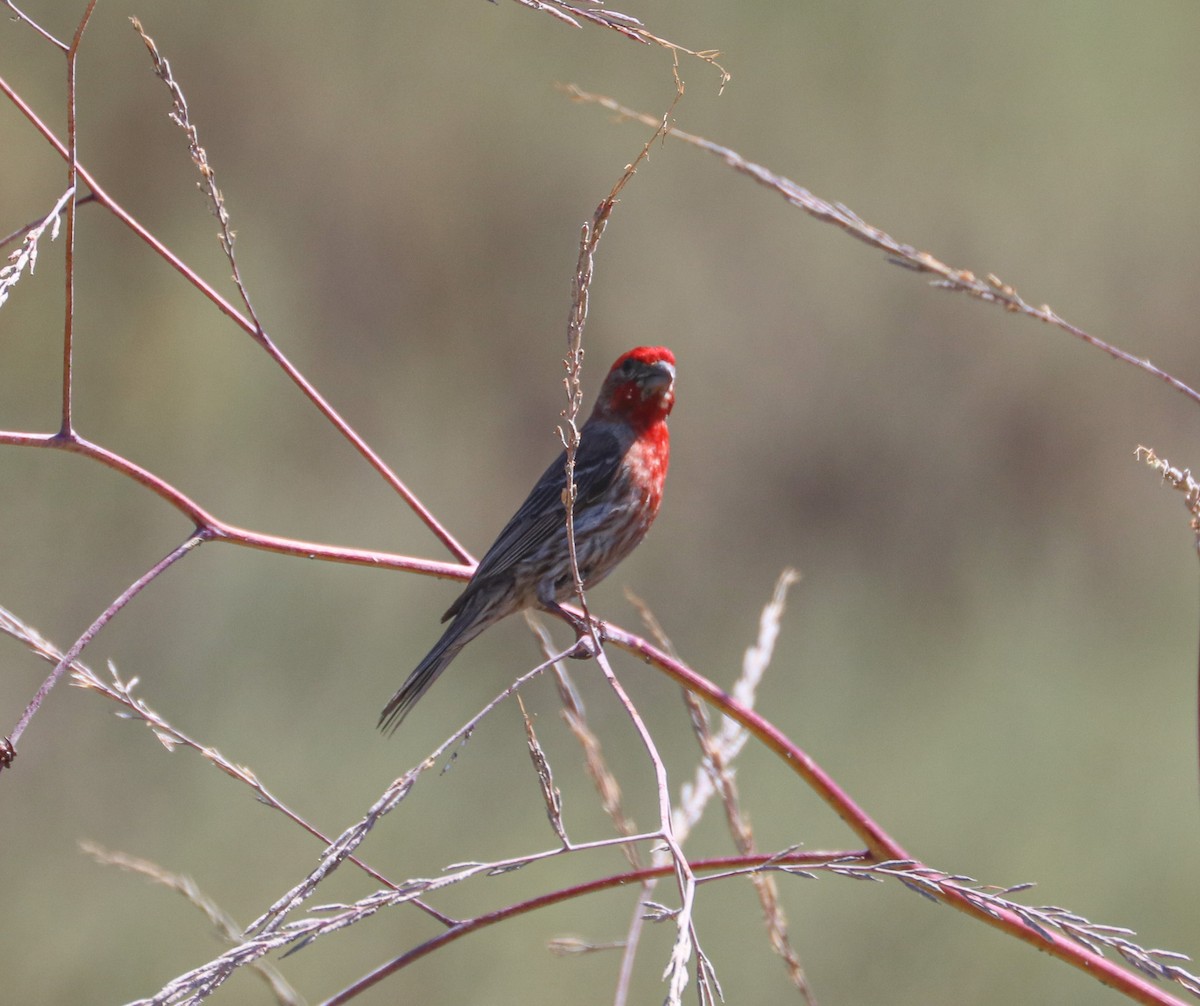 House Finch - ML620652191