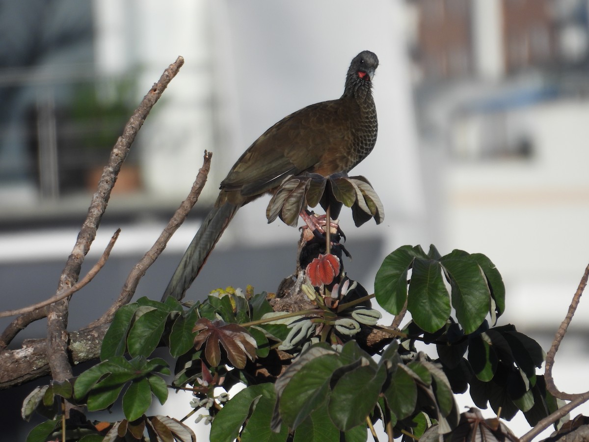 Chachalaca Colombiana - ML620652192