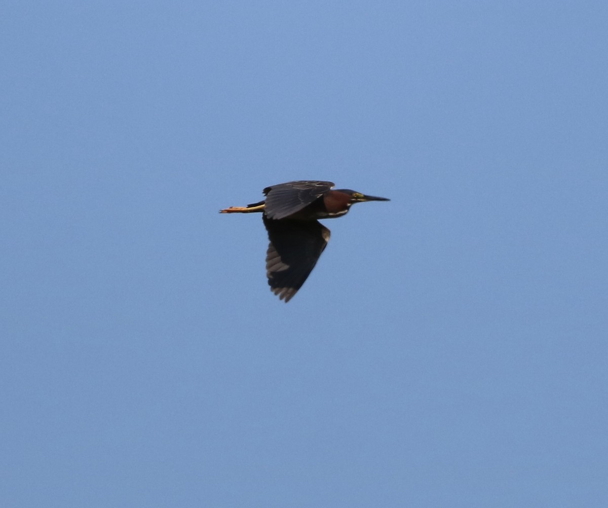 Green Heron - ML620652194