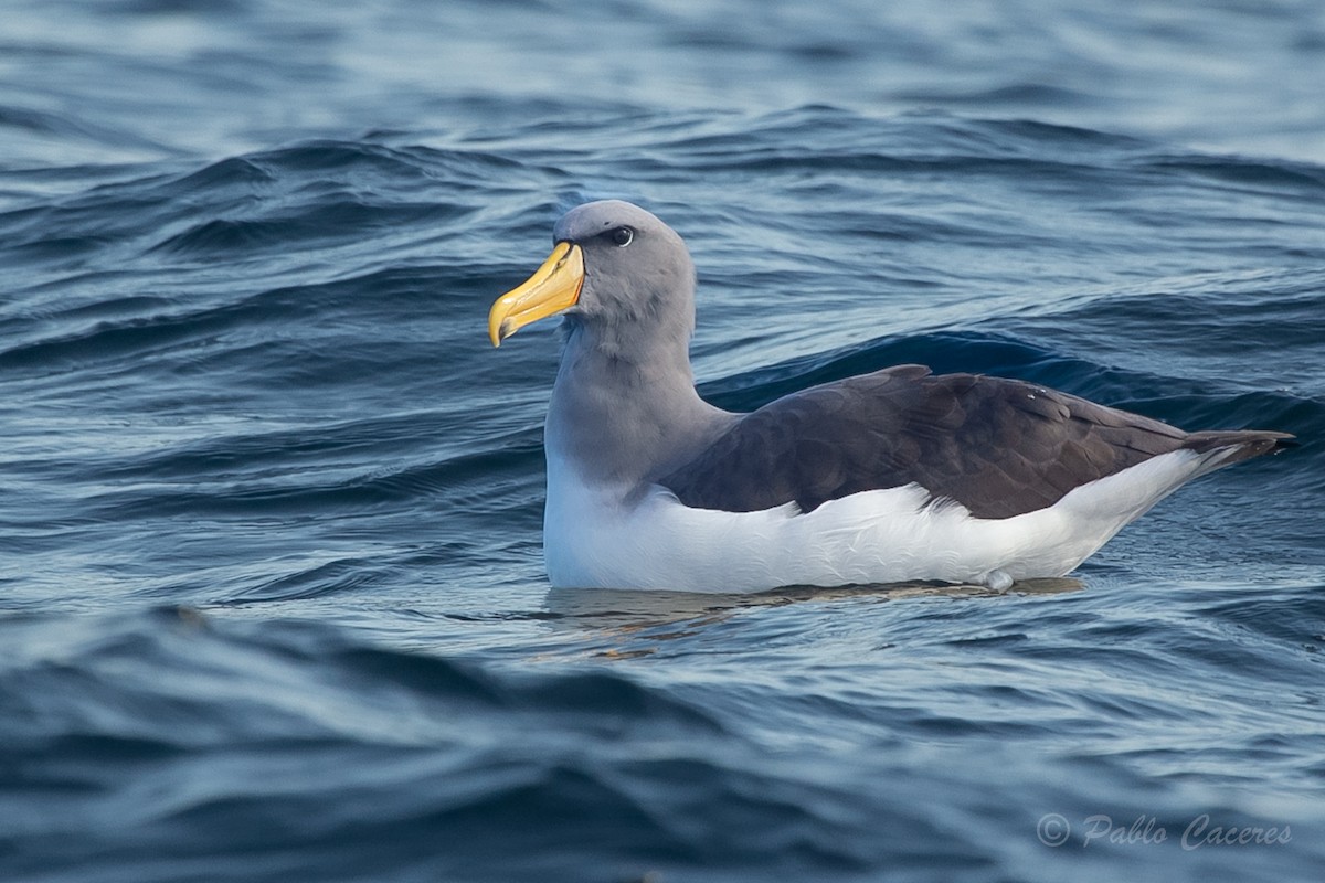 Albatros de las Chatham - ML620652201