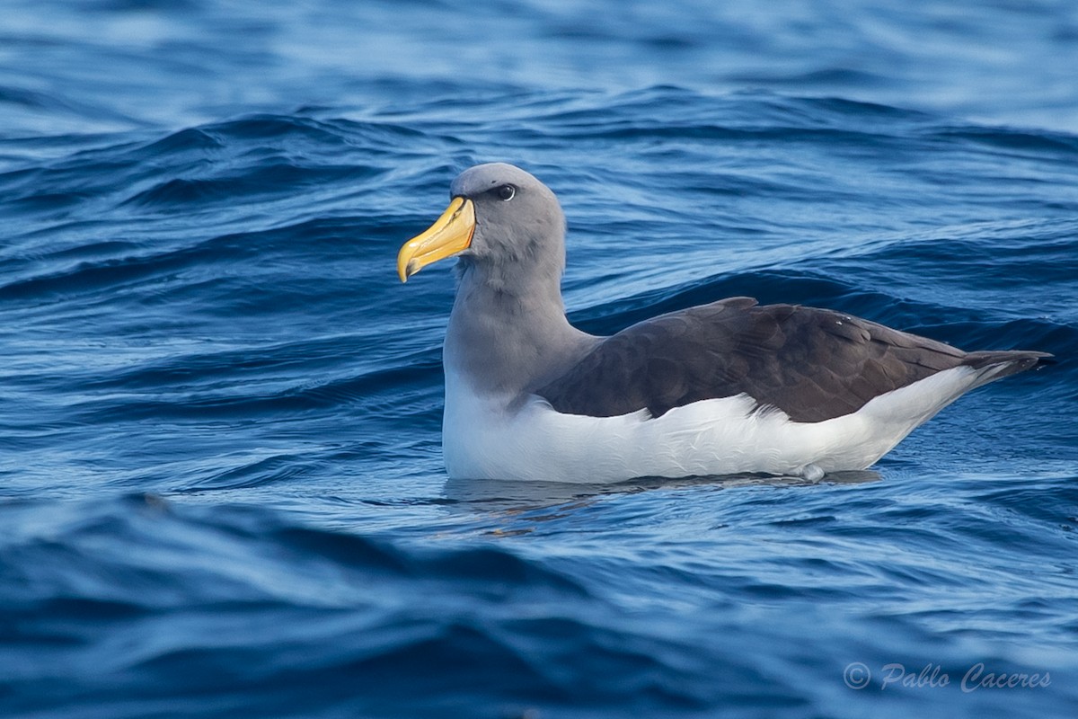 Albatros de las Chatham - ML620652202