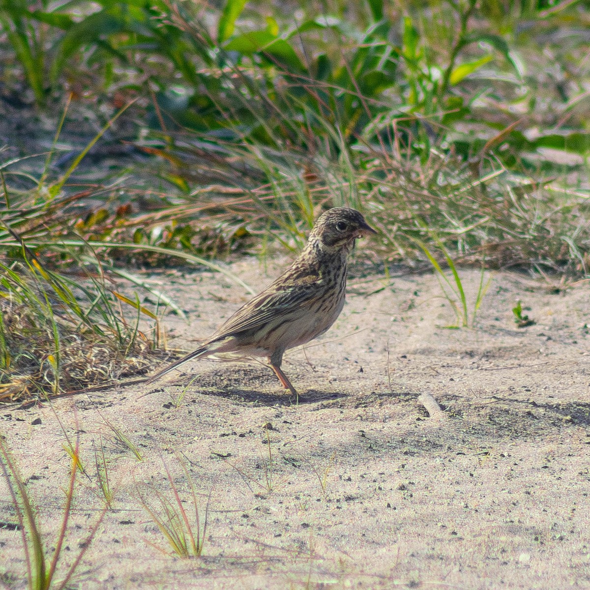 Vesper Sparrow - ML620652203