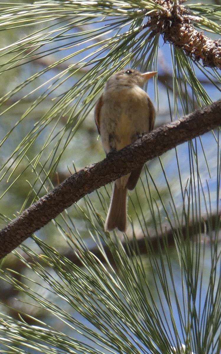 Buff-breasted Flycatcher - ML620652205