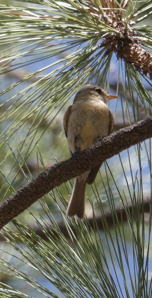 Buff-breasted Flycatcher - Alison Bishop 🐧