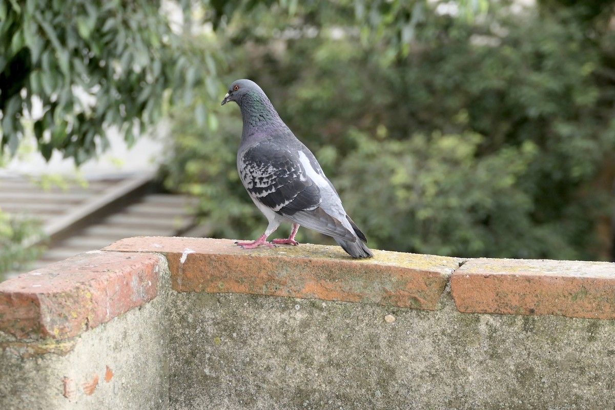 Rock Pigeon (Feral Pigeon) - ML620652222