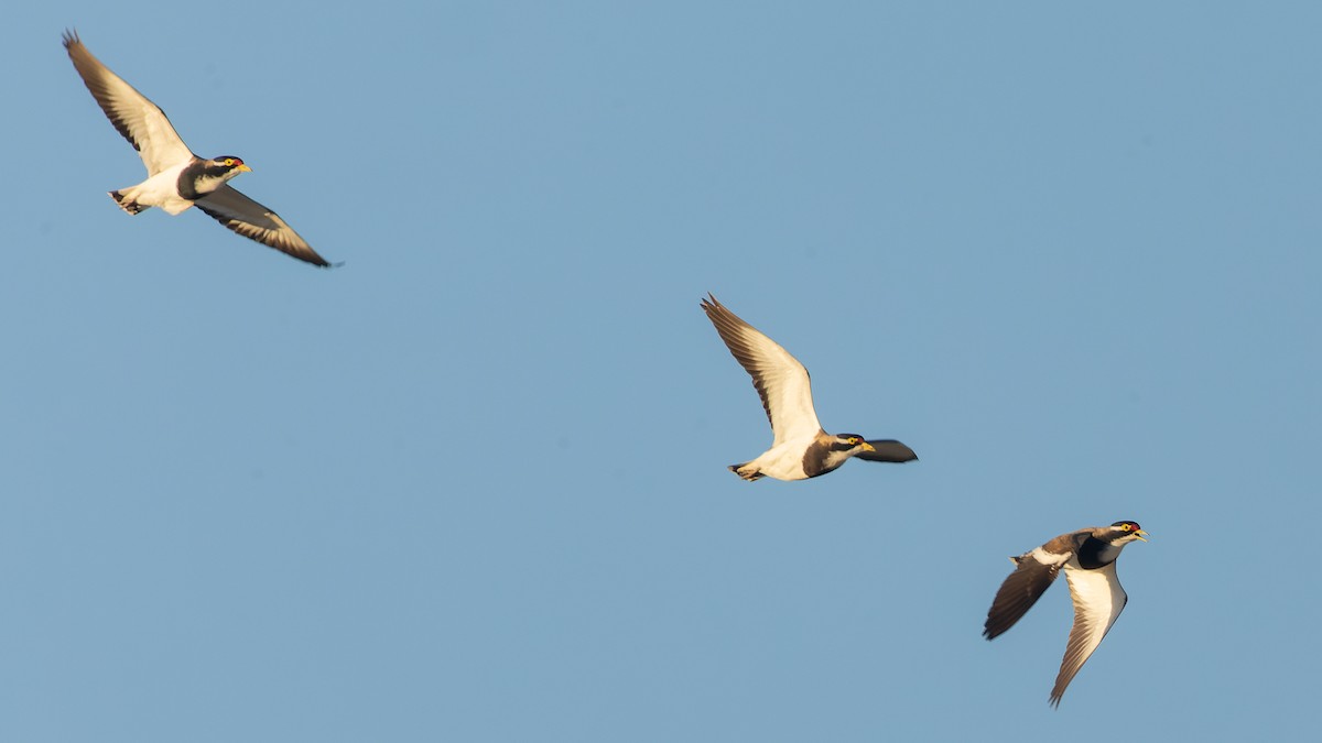 Banded Lapwing - ML620652225