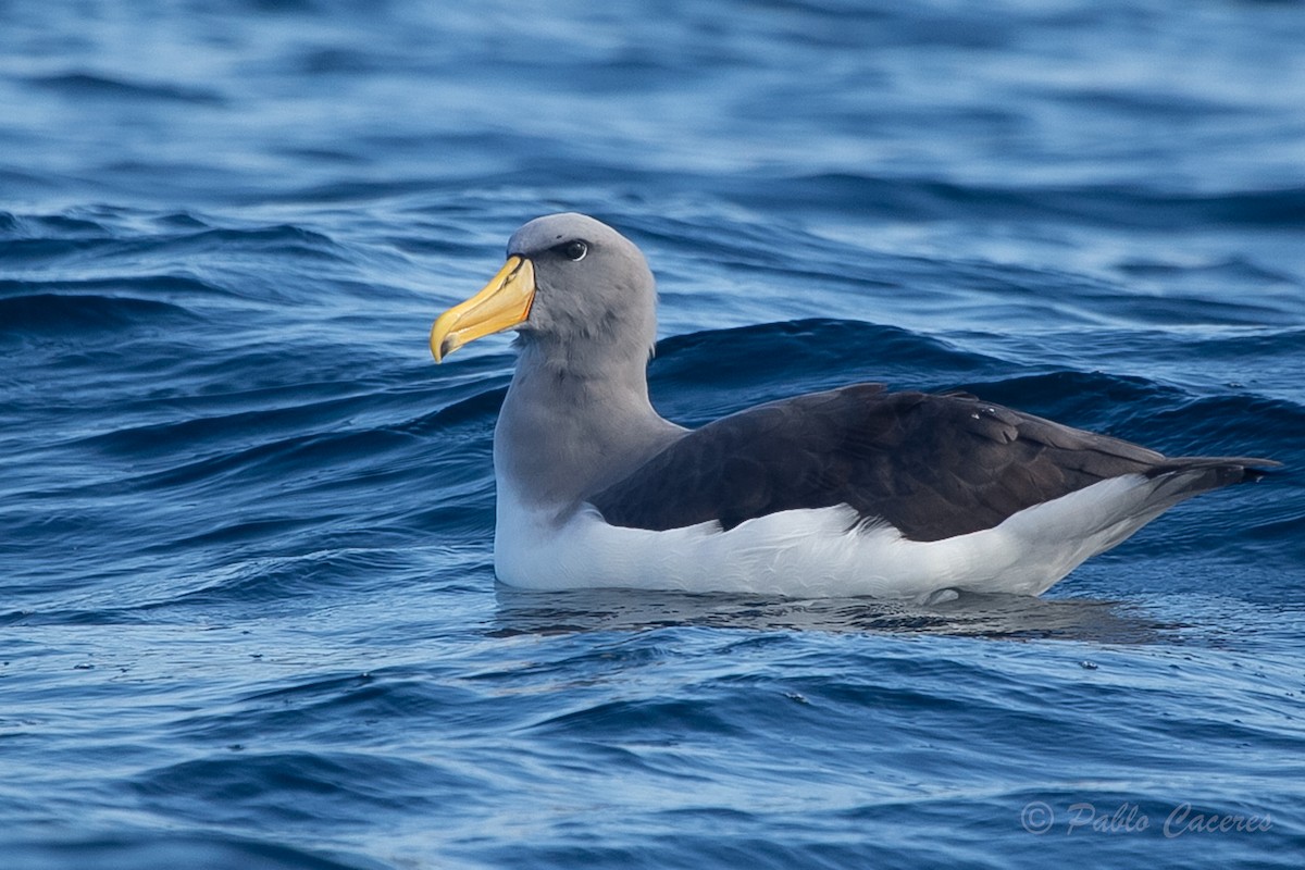 Albatros de las Chatham - ML620652226