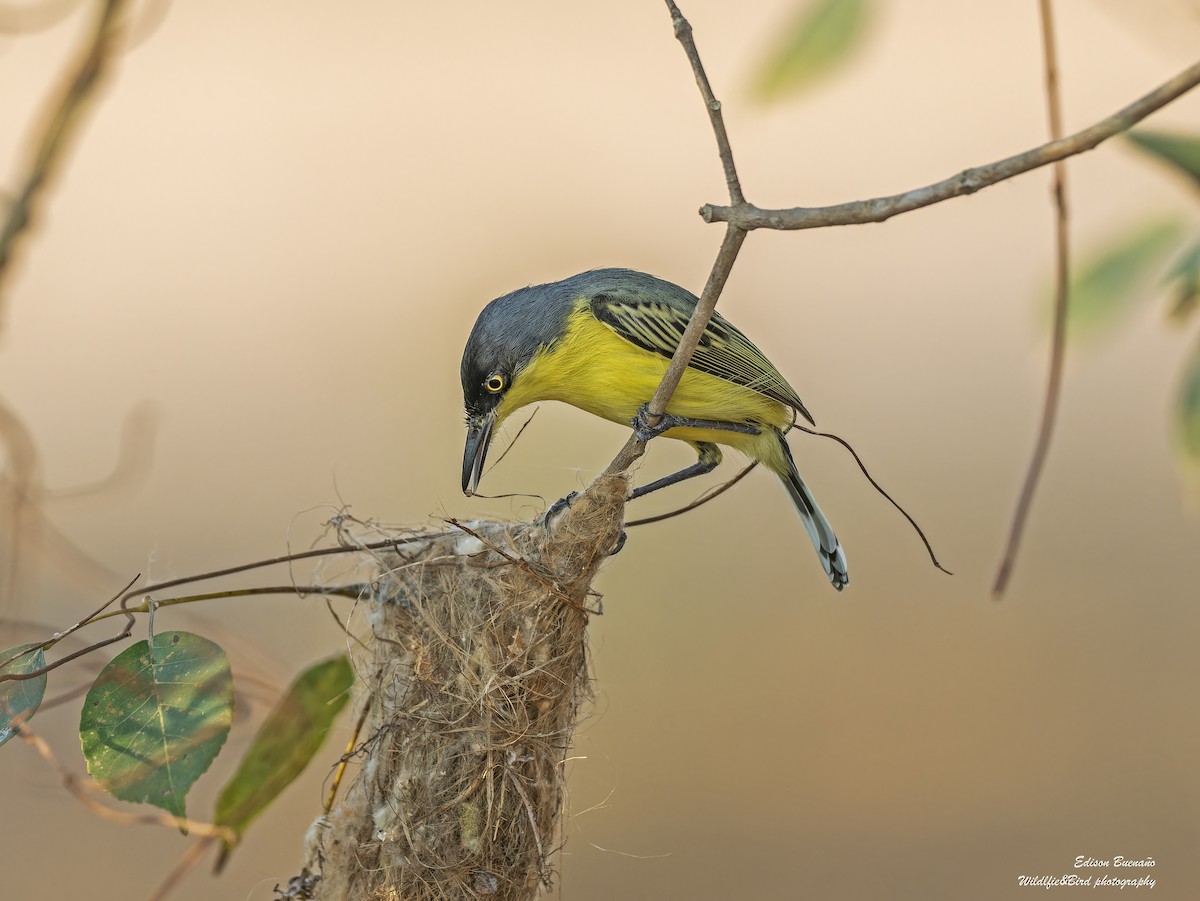 Common Tody-Flycatcher - Edison Buenano