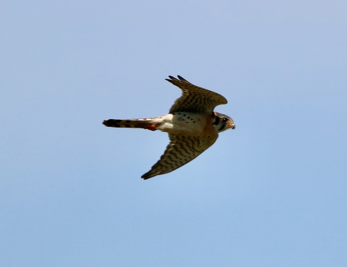 American Kestrel - ML620652228