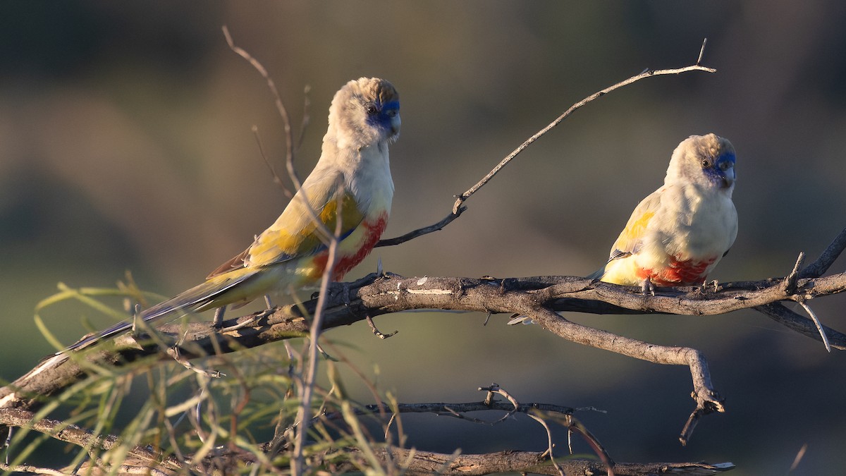 Perico Cariazul - ML620652229