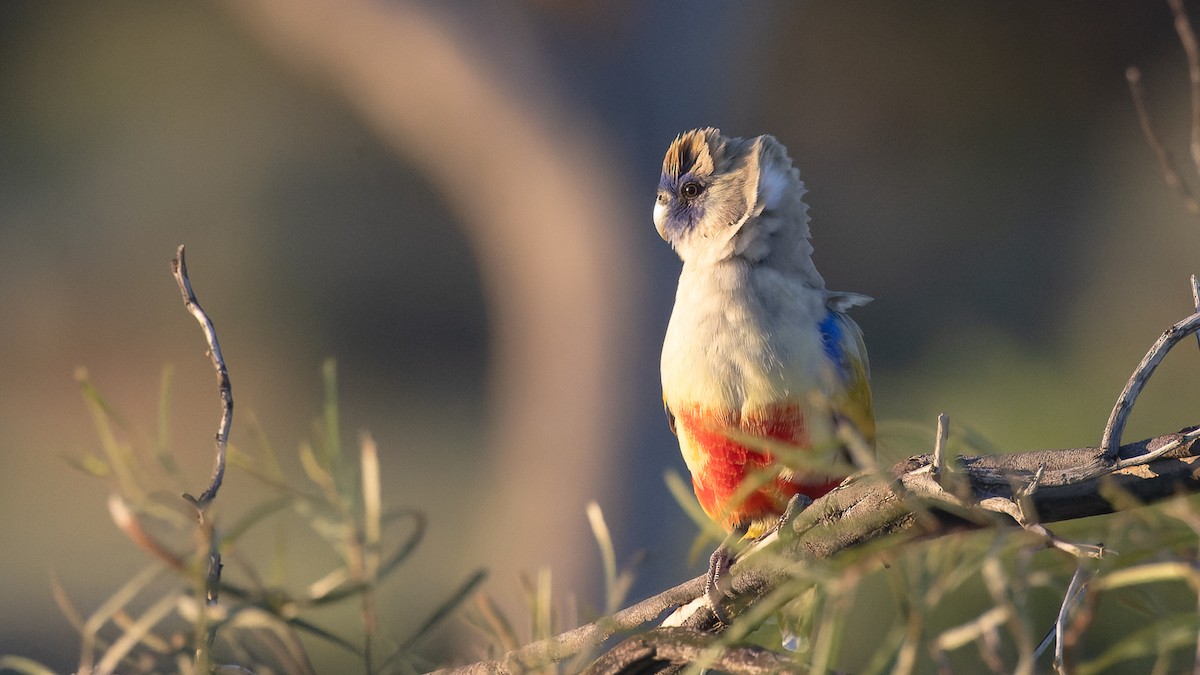 Perico Cariazul - ML620652230