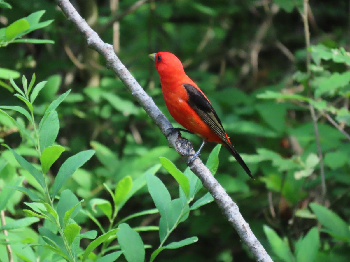 Scarlet Tanager - ML620652231