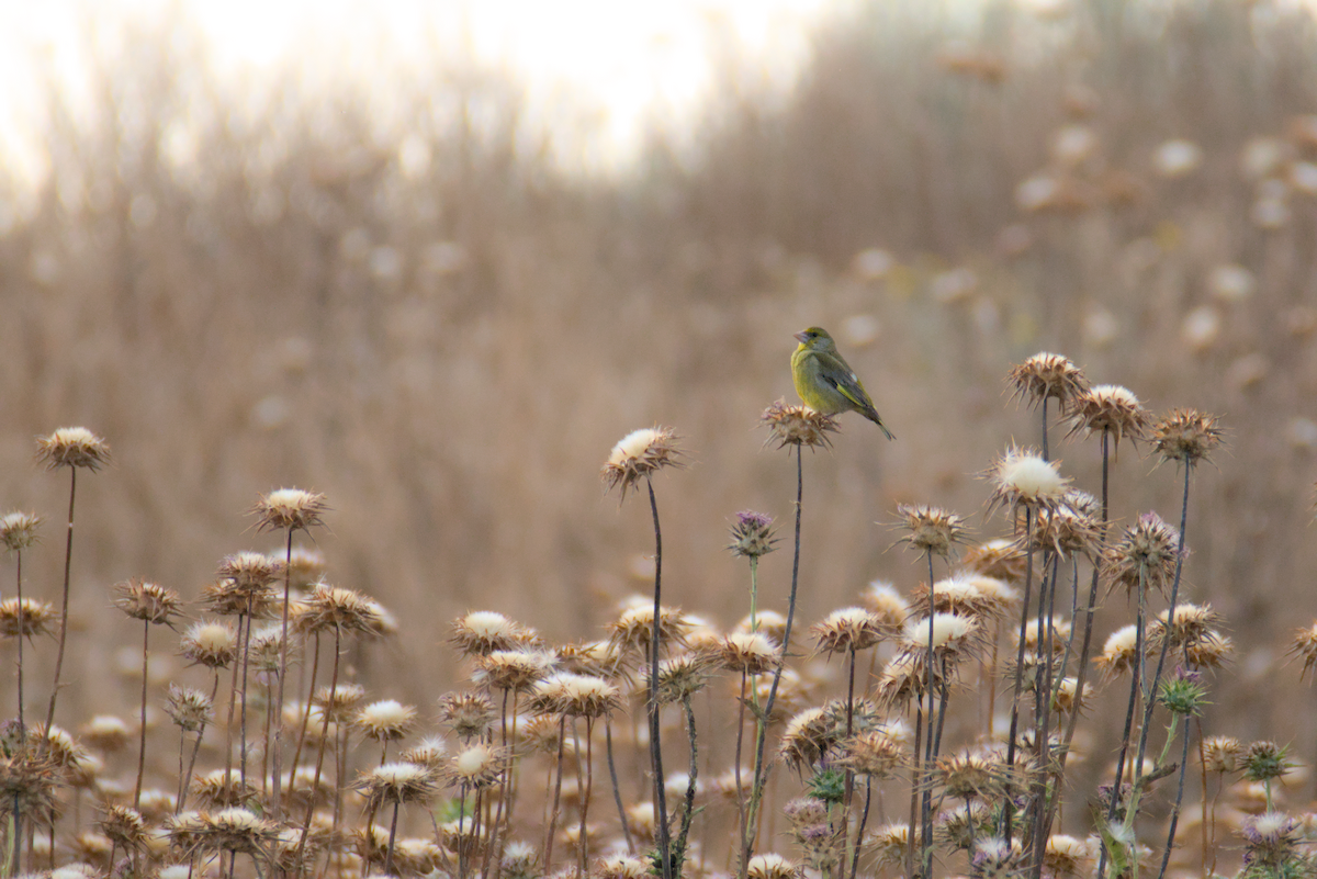 European Greenfinch - ML620652235