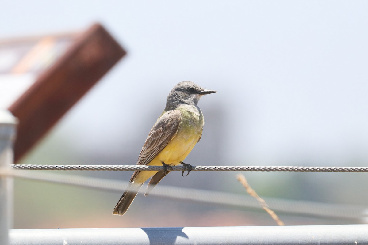 Cassin's Kingbird - ML620652237