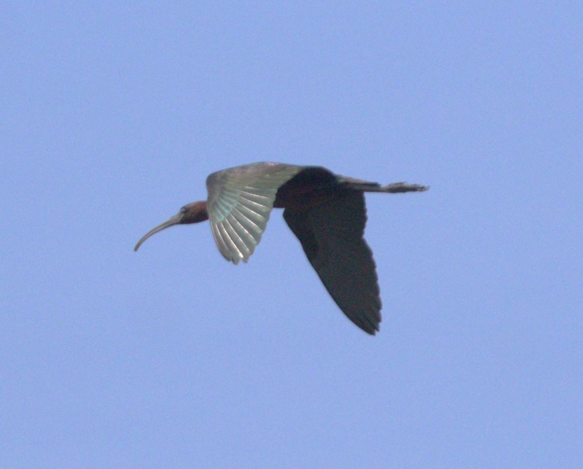 Glossy Ibis - ML620652241