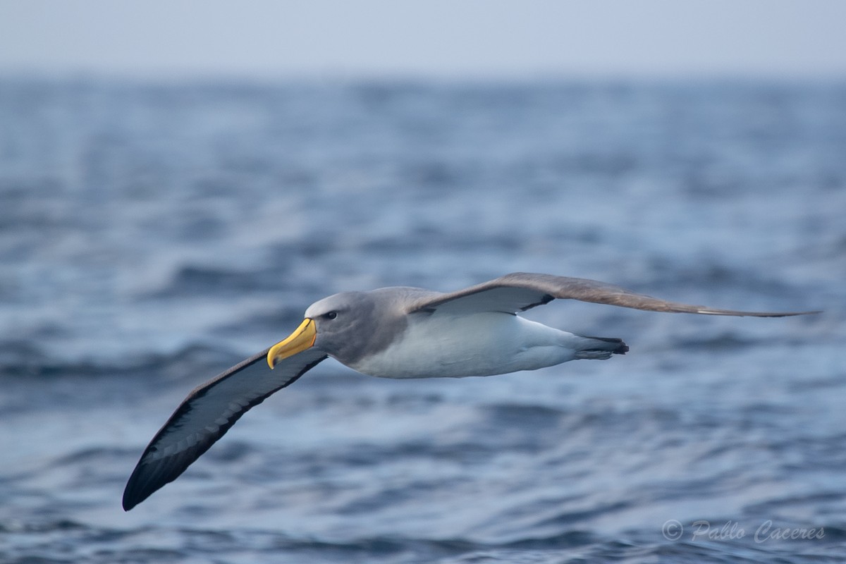 Albatros des Chatham - ML620652242