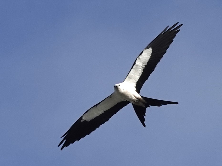 Swallow-tailed Kite - ML620652243