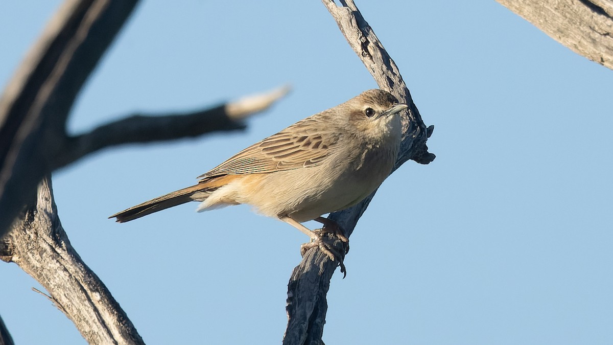 Rufous Songlark - ML620652244