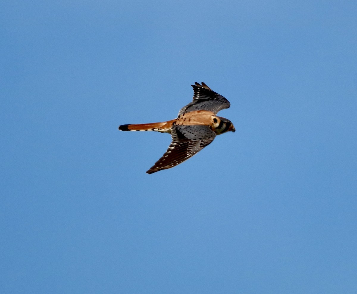 American Kestrel - ML620652245