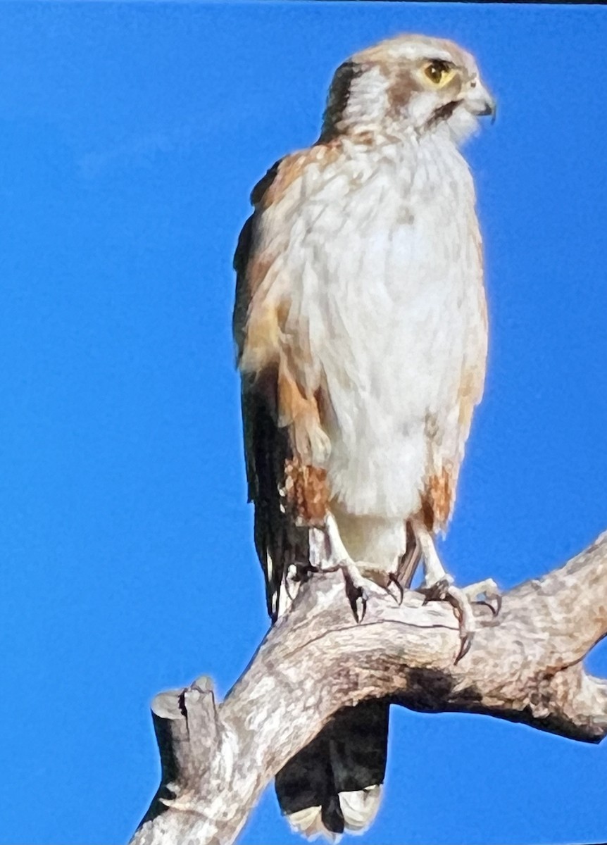 Brown Falcon - Mary Brook