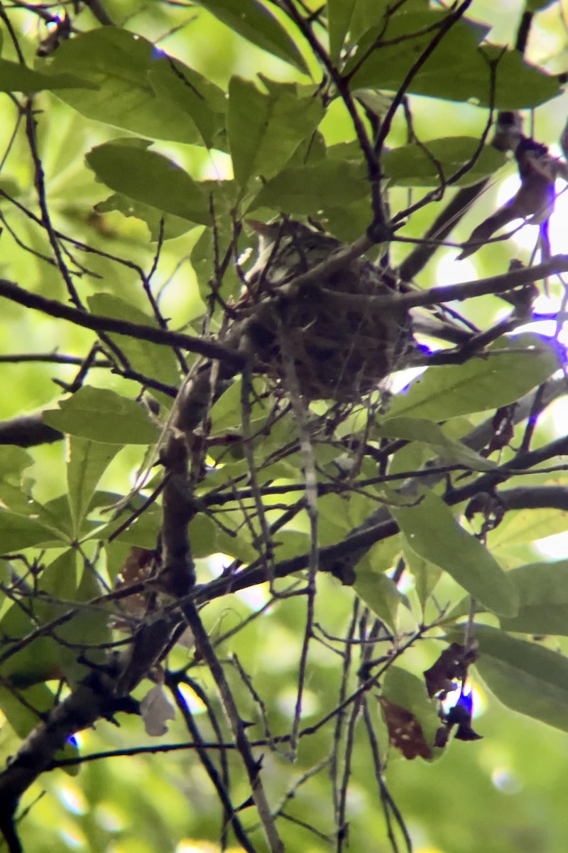 Acadian Flycatcher - ML620652253