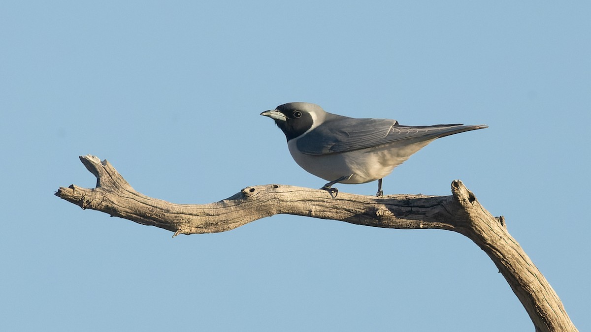 Masked Woodswallow - ML620652254
