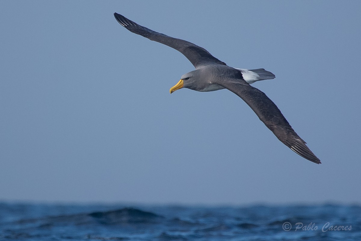 albatros chathamský - ML620652258