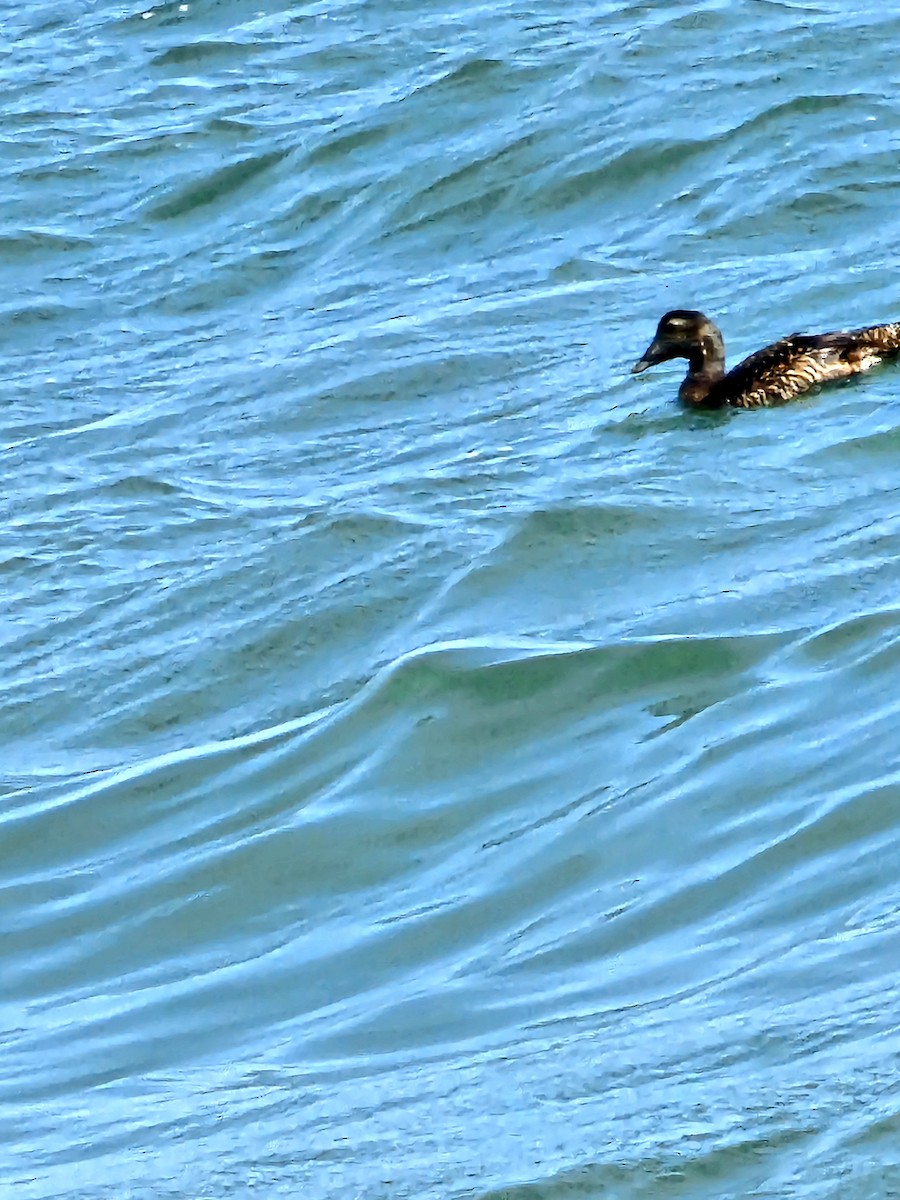 Common Eider - ML620652262