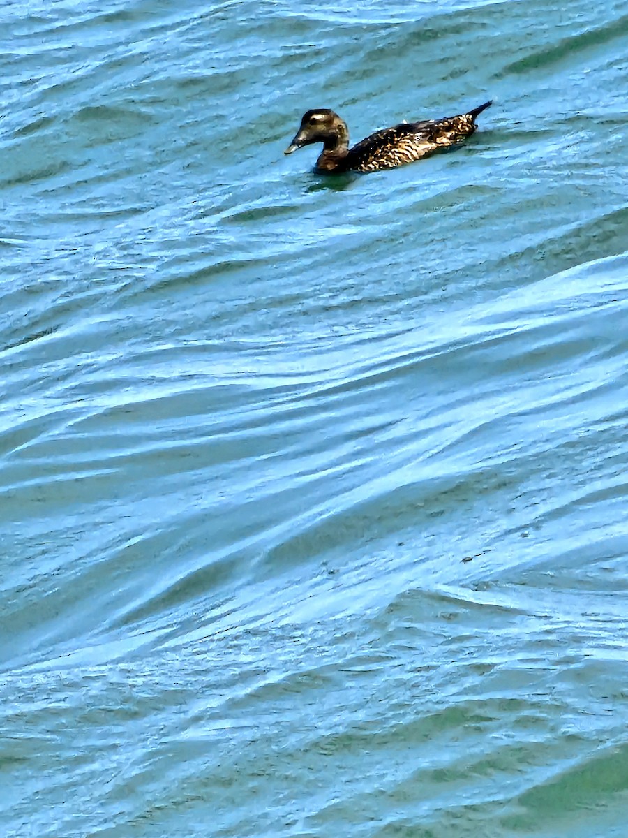 Common Eider - ML620652263