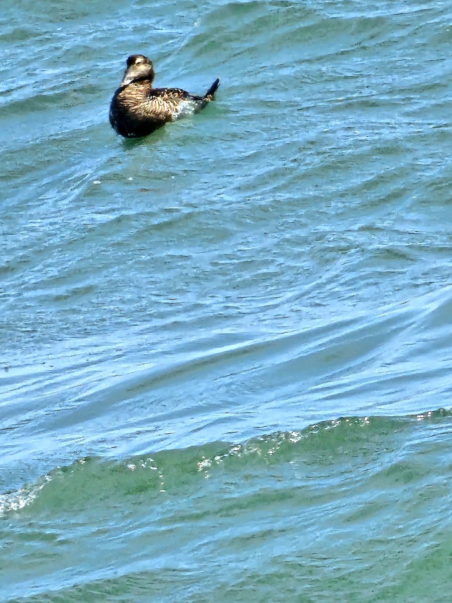 Common Eider - ML620652264