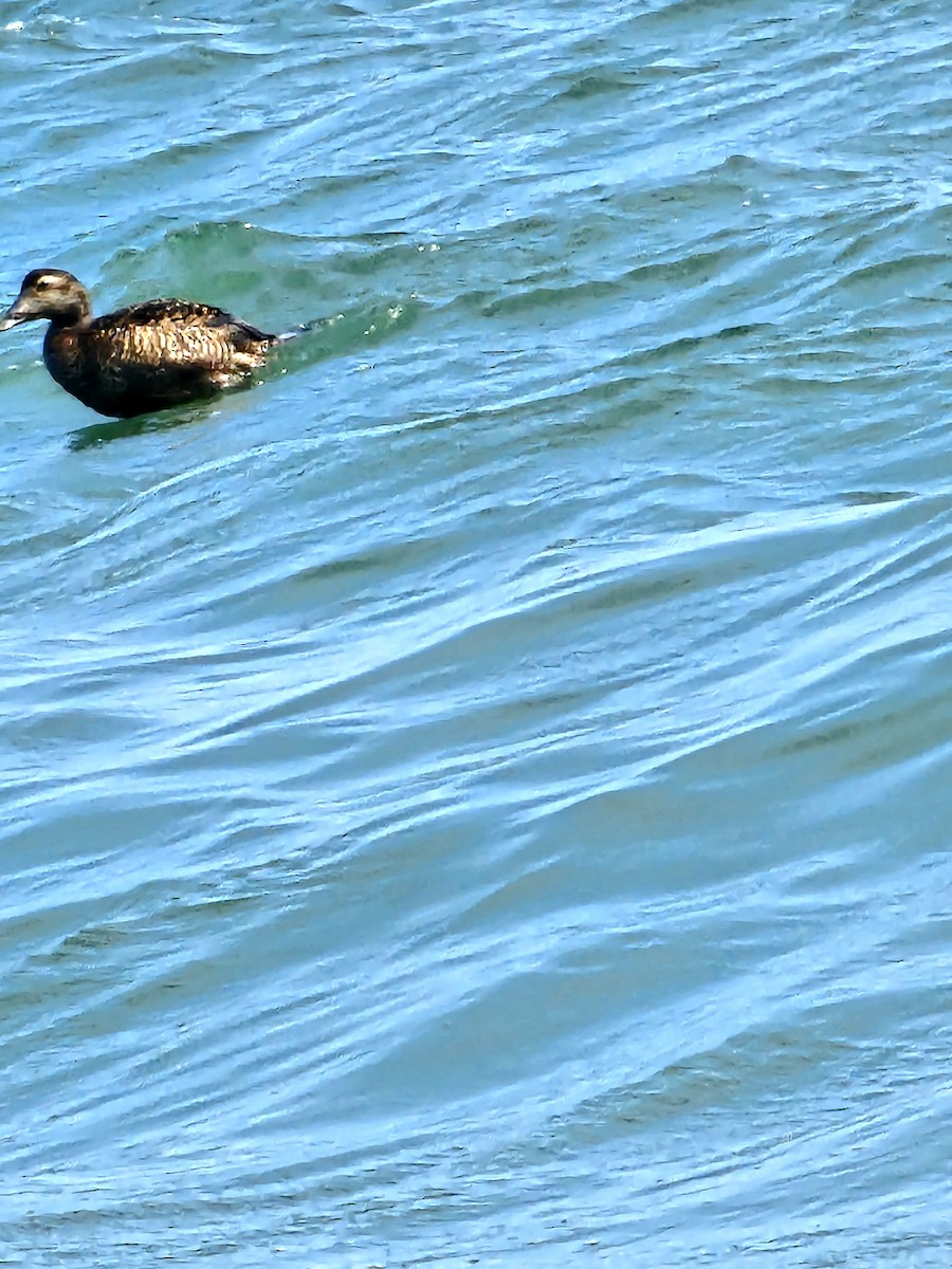 Common Eider - ML620652265