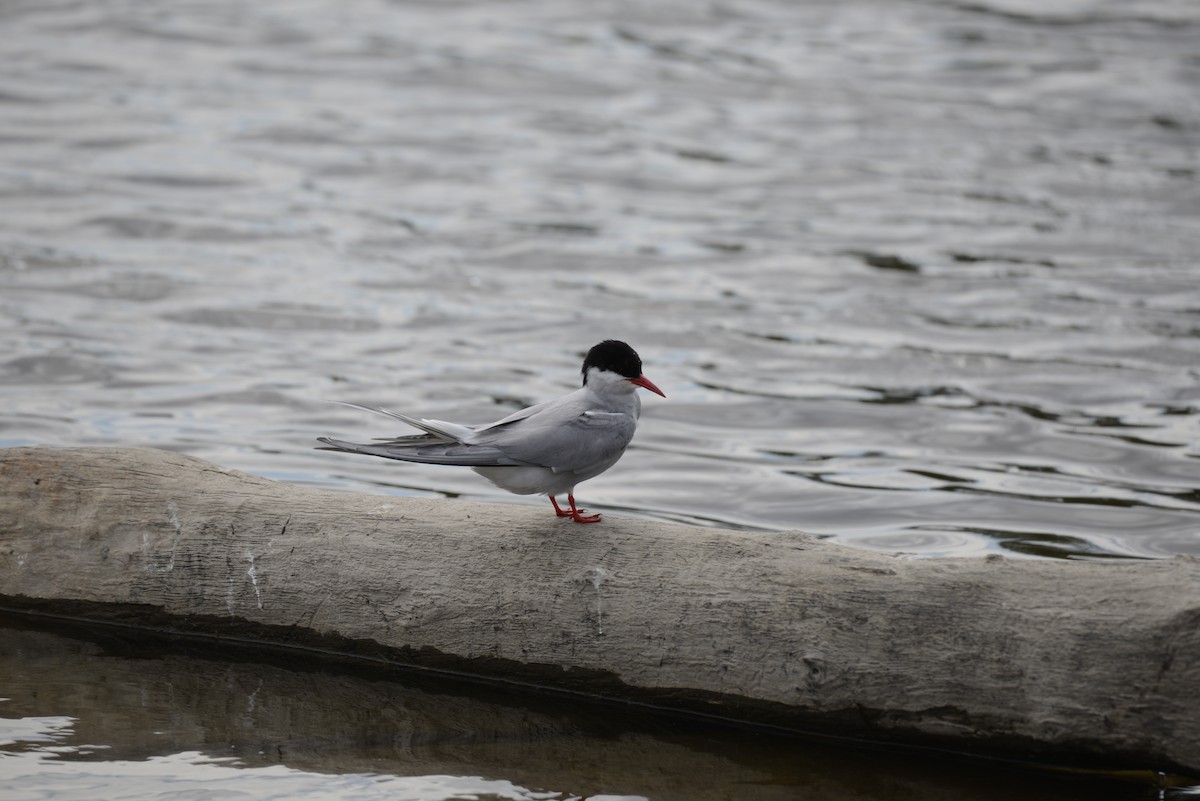 Arctic Tern - ML620652266