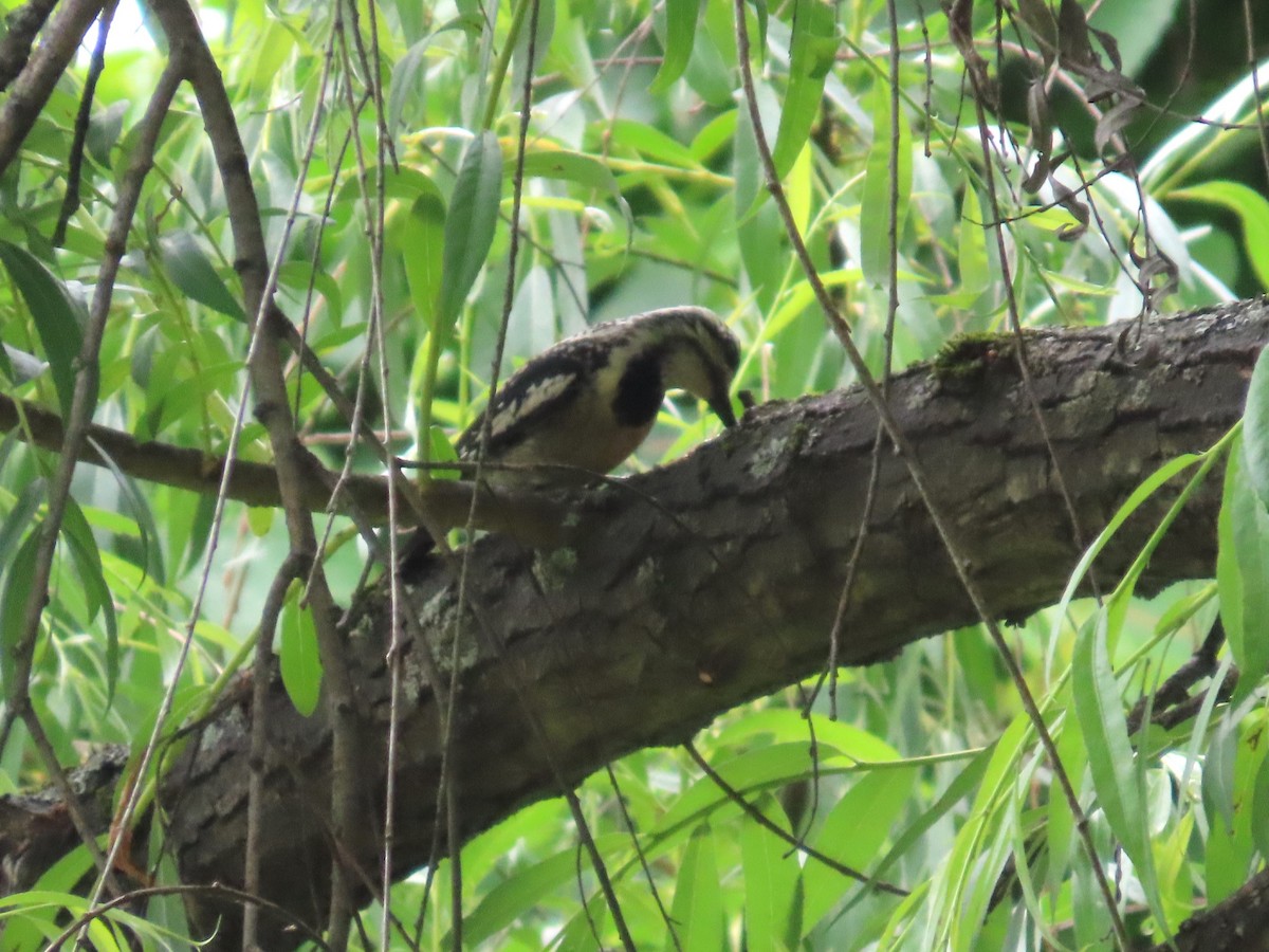 Yellow-bellied Sapsucker - ML620652271