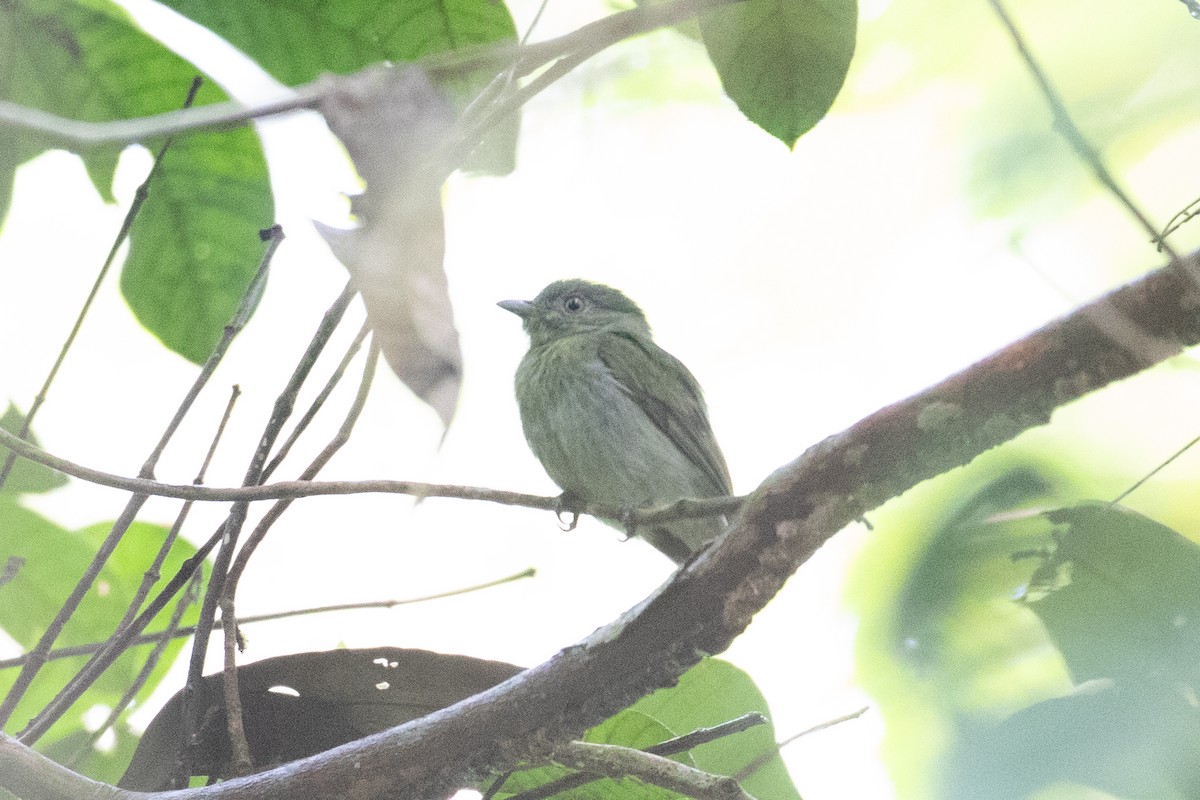 Dwarf Tyrant-Manakin - ML620652273