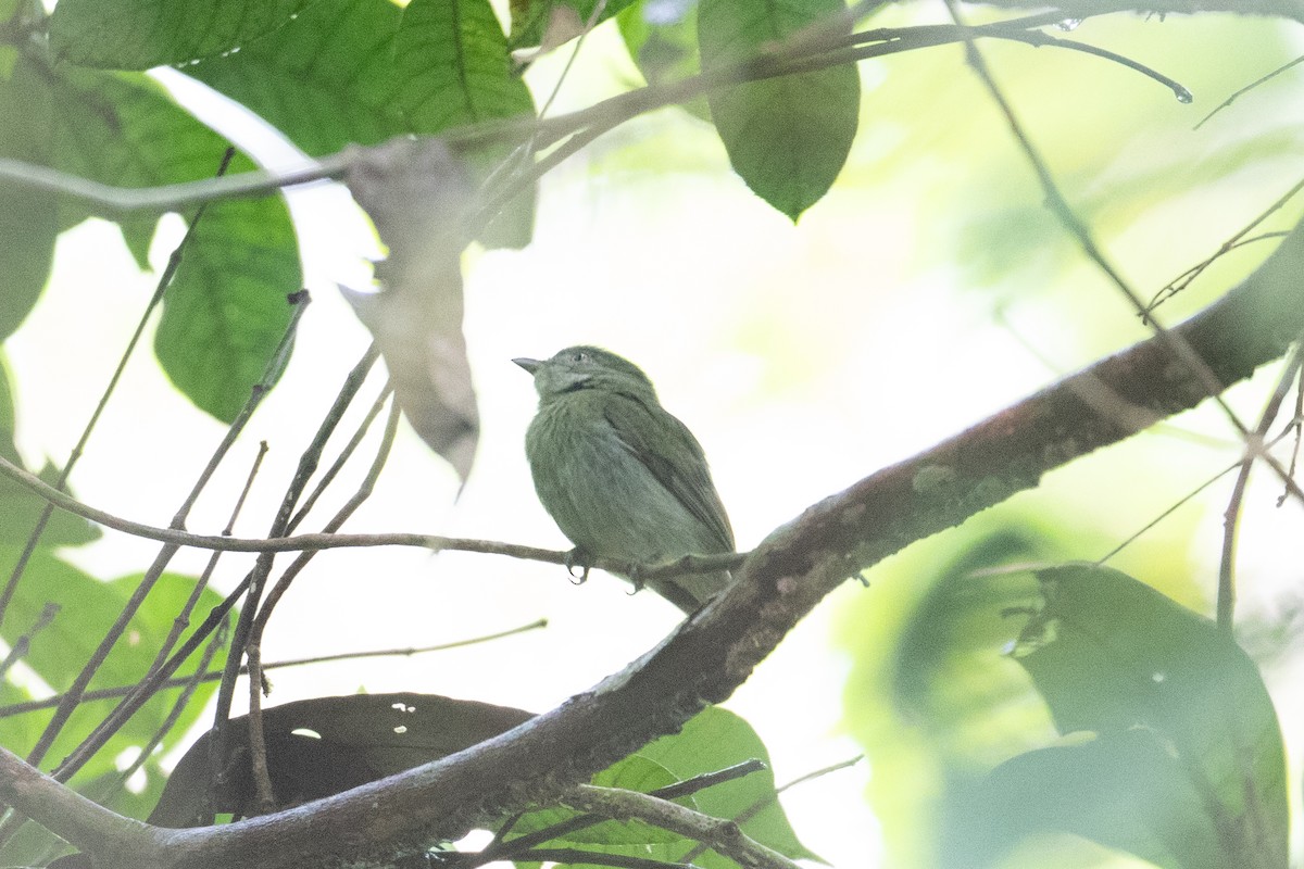 Dwarf Tyrant-Manakin - ML620652274