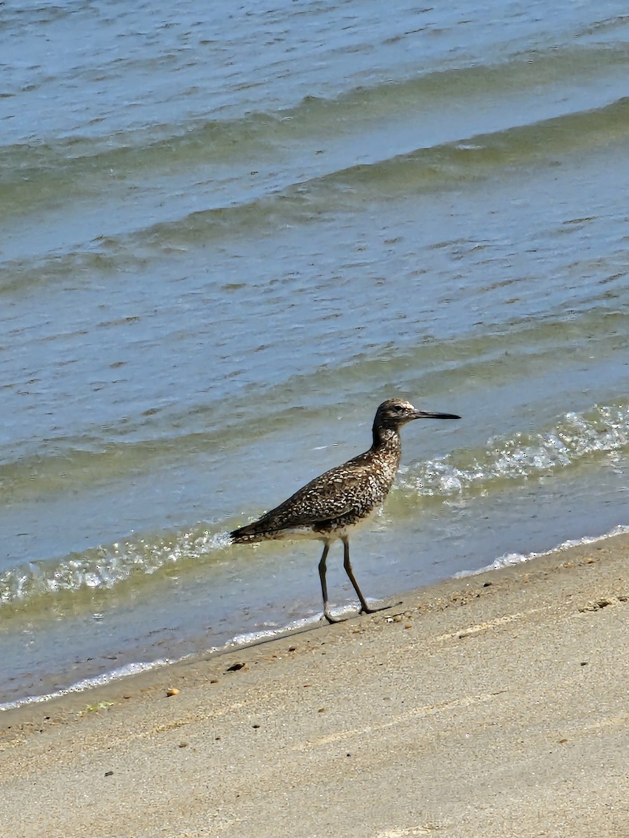 Willet - ML620652281