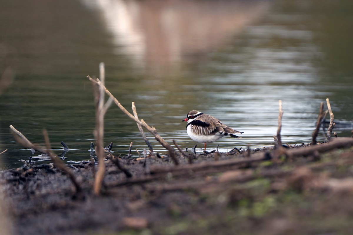 Black-fronted Dotterel - ML620652291