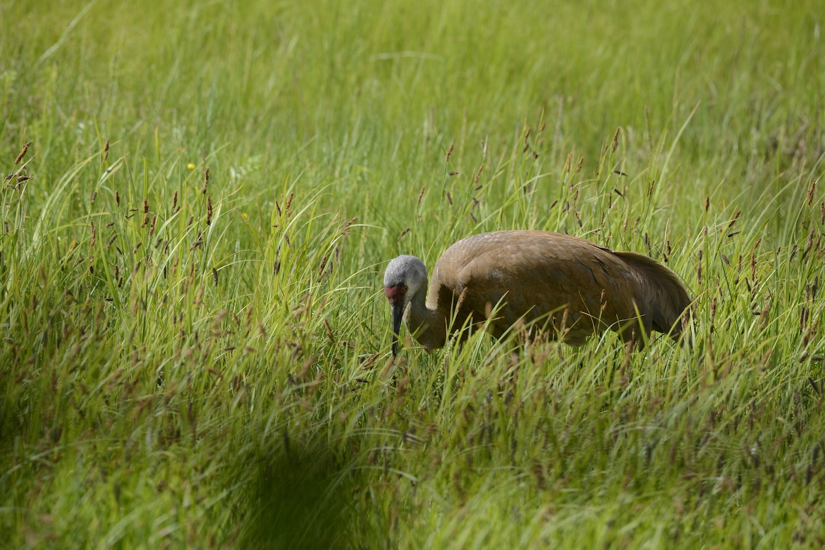 Grue du Canada (canadensis) - ML620652294