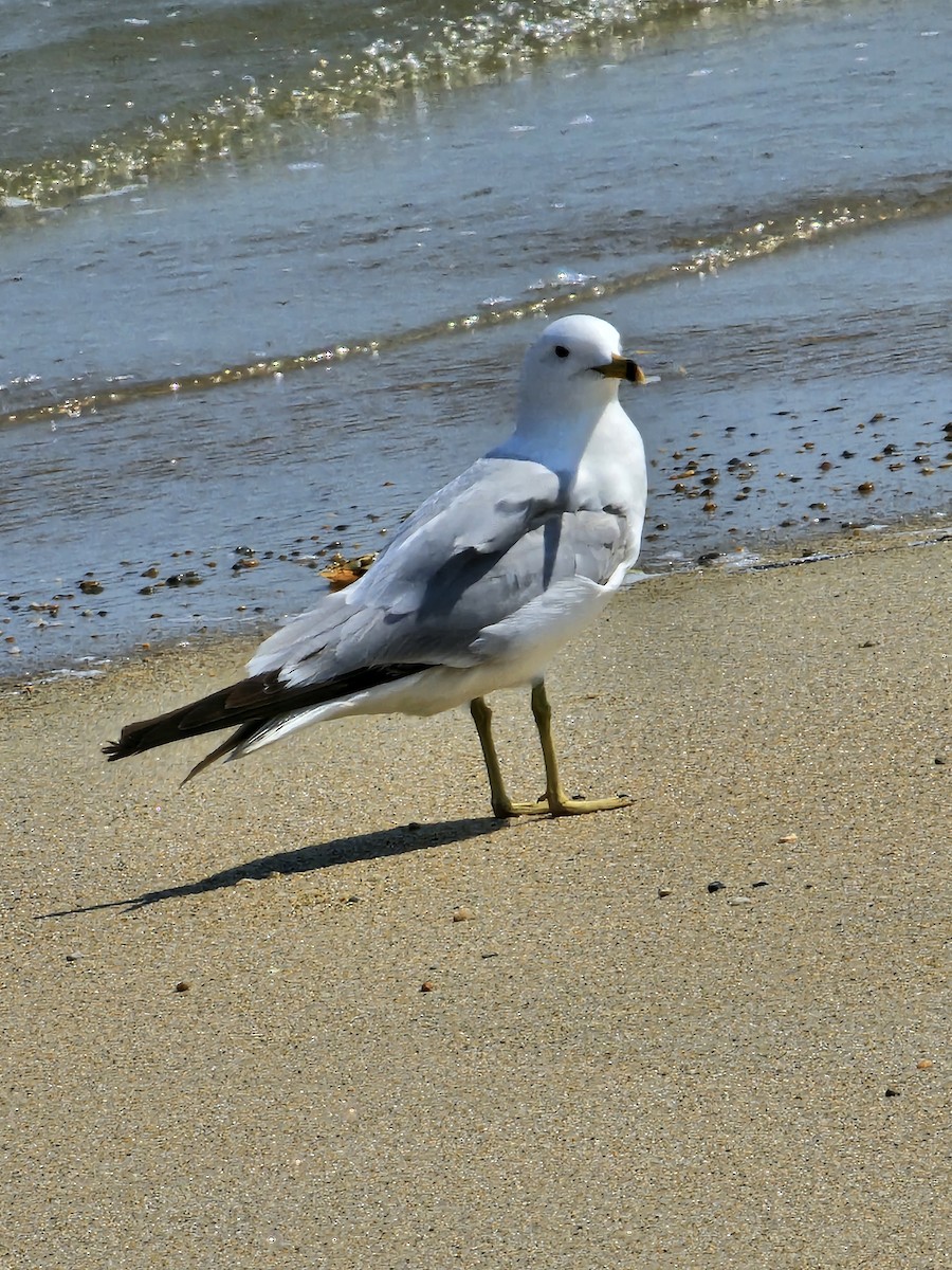 Ring-billed Gull - ML620652295