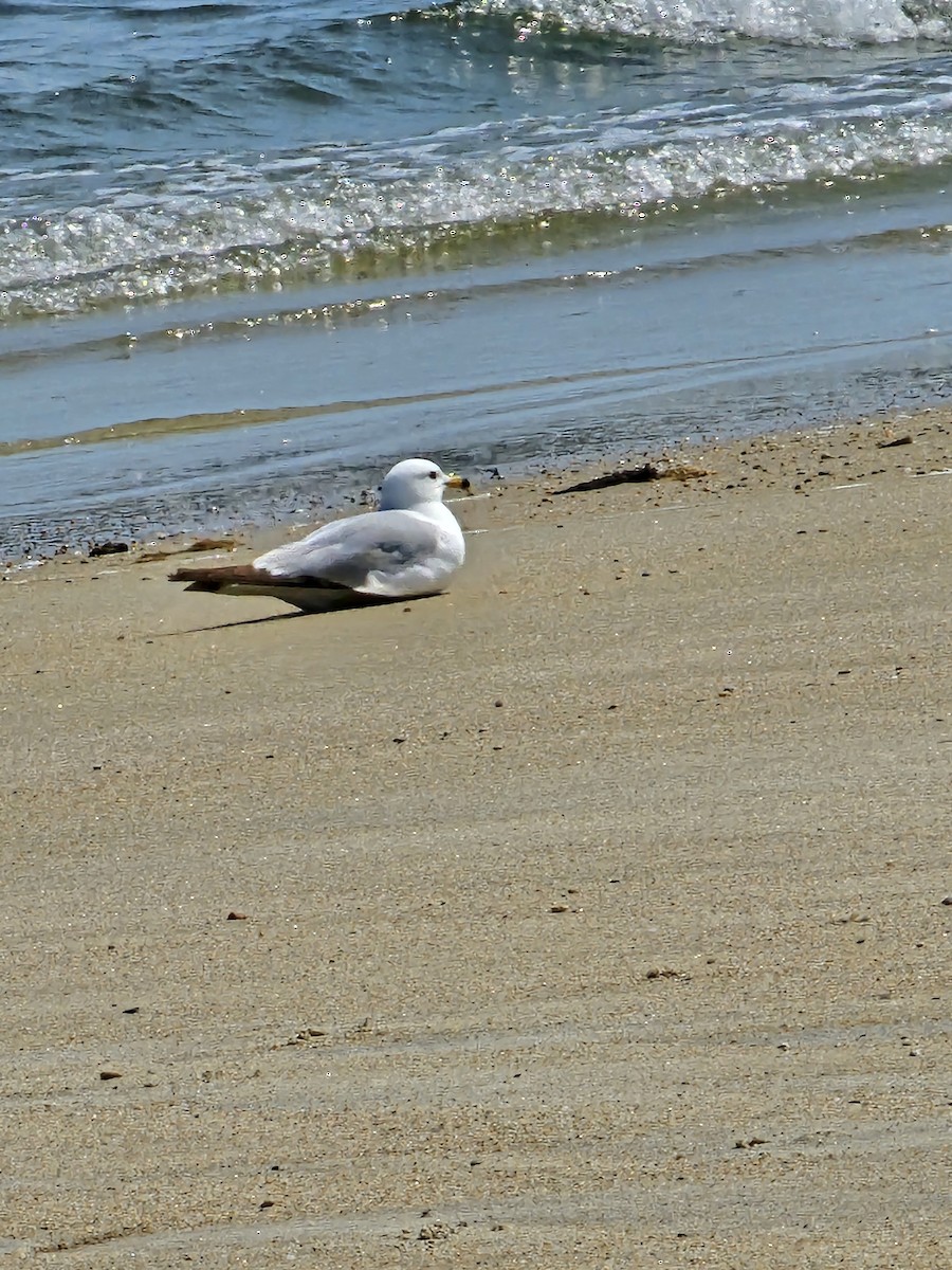 Ring-billed Gull - ML620652297