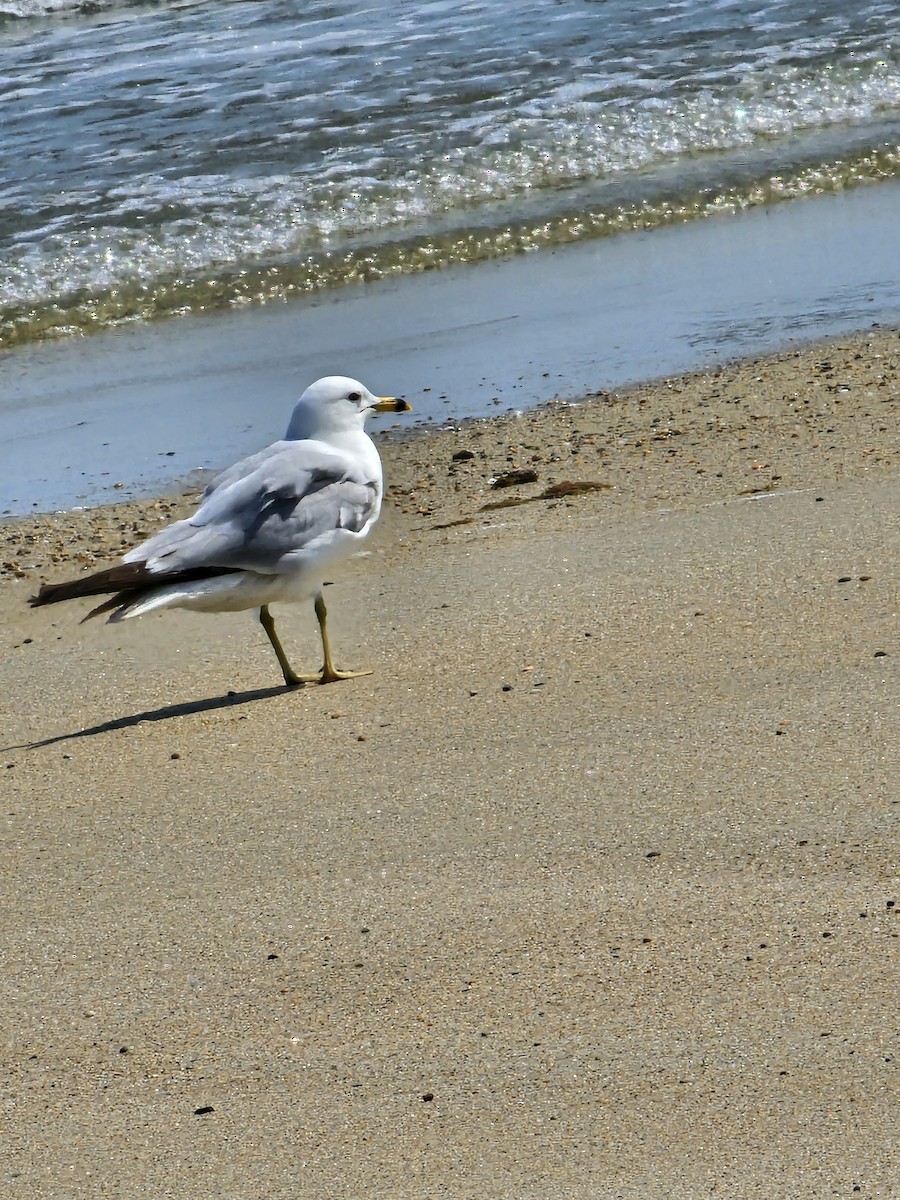 Ring-billed Gull - ML620652298