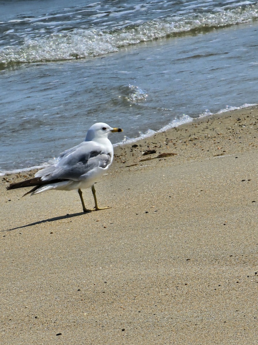 Ring-billed Gull - ML620652299