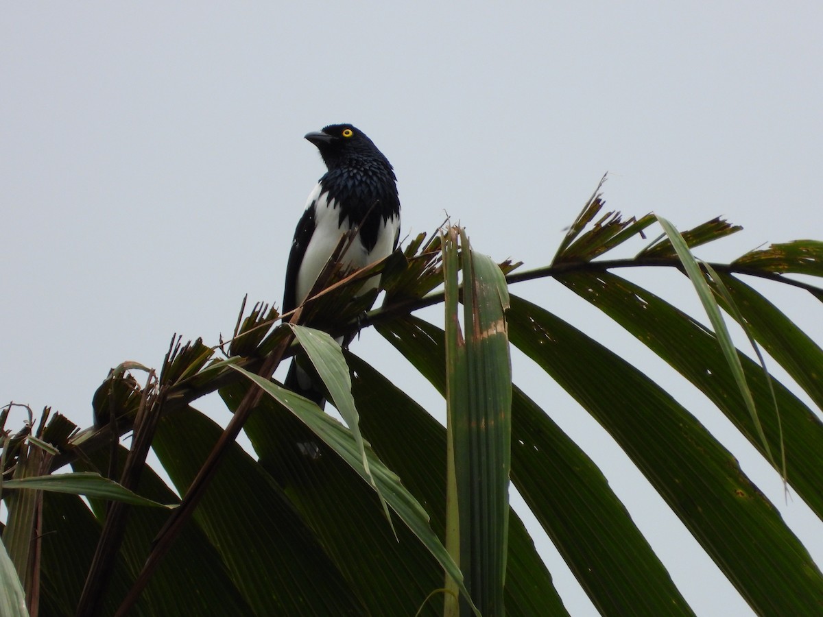 Magpie Tanager - ML620652302