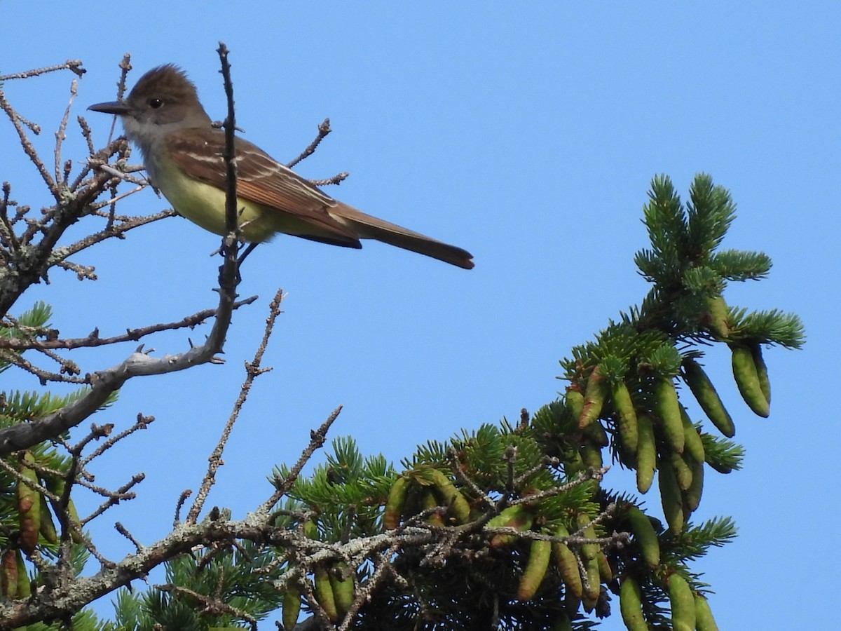 Great Crested Flycatcher - ML620652303