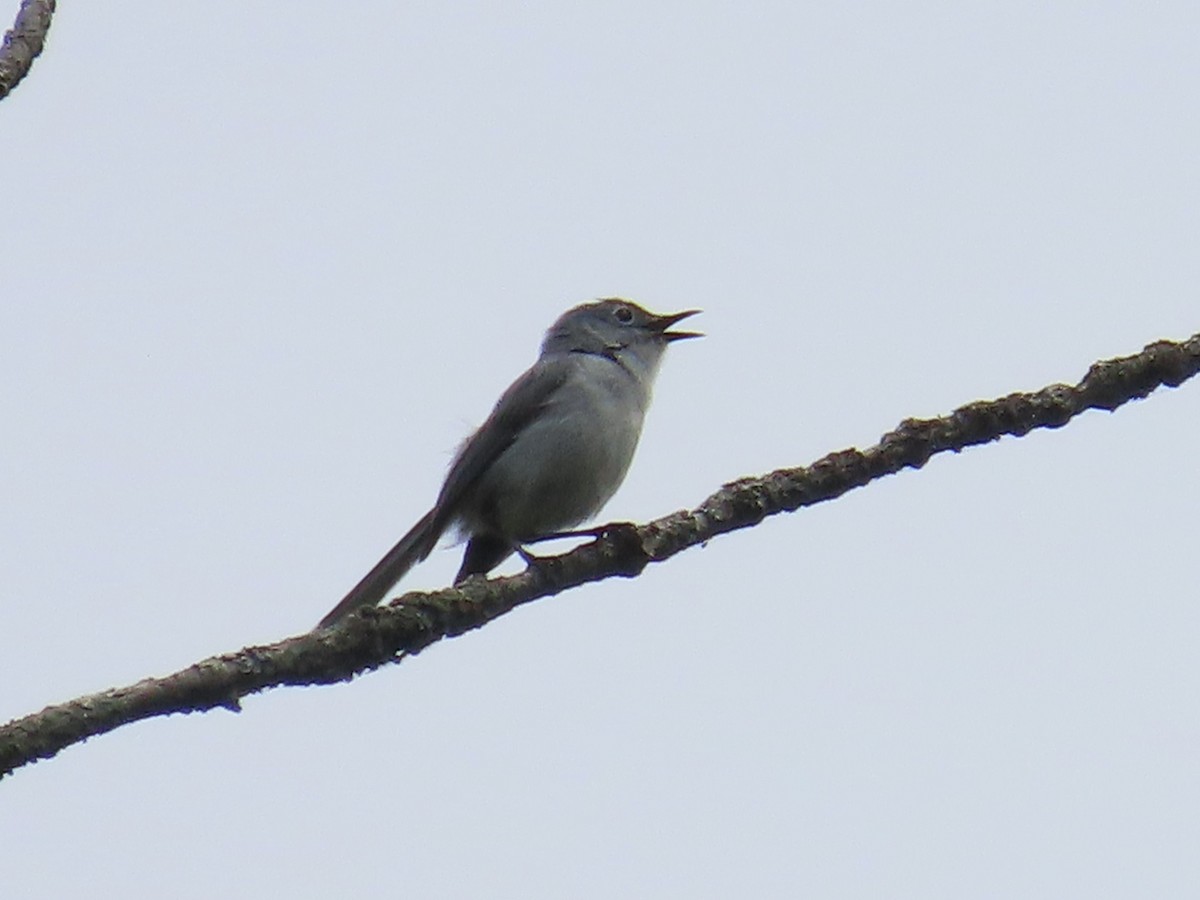 Blue-gray Gnatcatcher - ML620652304