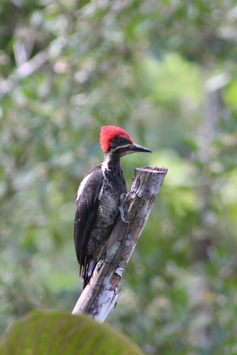 Lineated Woodpecker - ML620652309