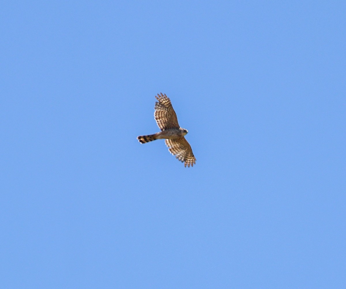 Cooper's Hawk - ML620652310